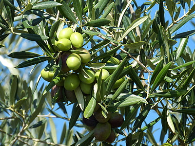 green fruits on tree
