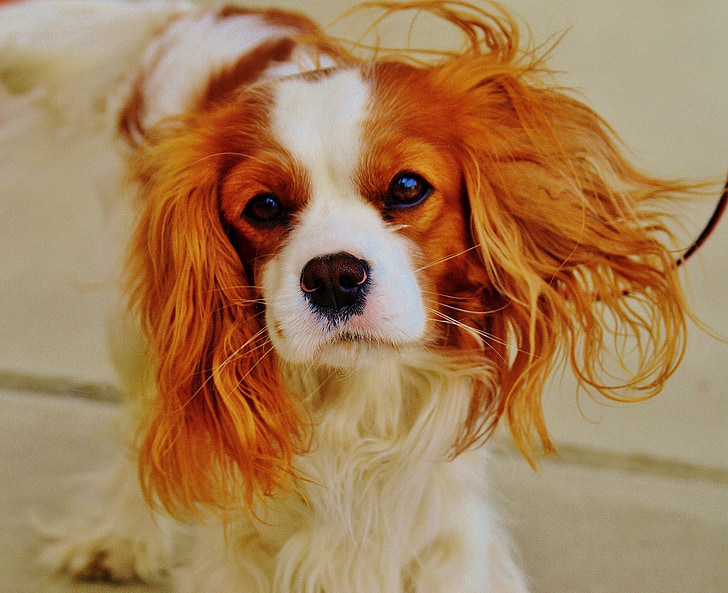 focus photography of Cavalier King Charles spaniel puppy
