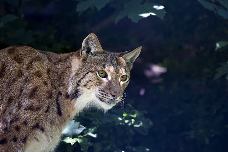 lynx, wildcat, predator, carnivore, undomesticated Cat, animal