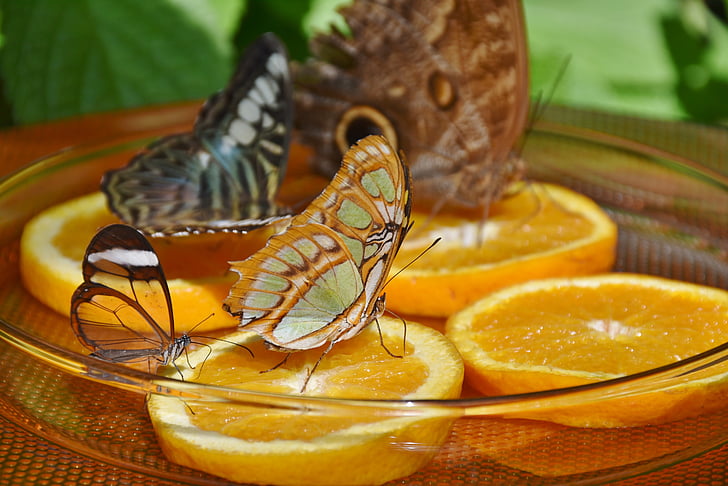 macro photography of three butterflies on citrus fruits