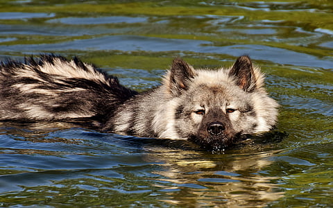 adult tan and black eurasier dog on body of water