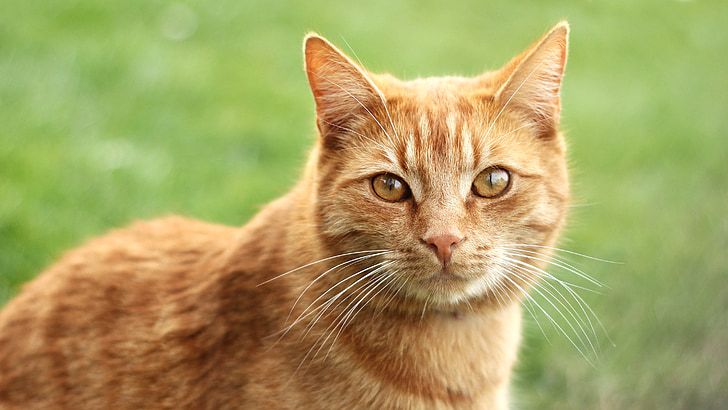 shallow focus of orange cat