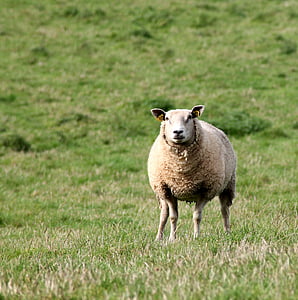 brown sheep on green grass during daytime