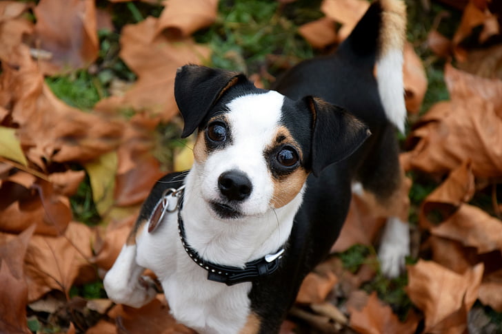 closeup photography of short-coated tricolor dog