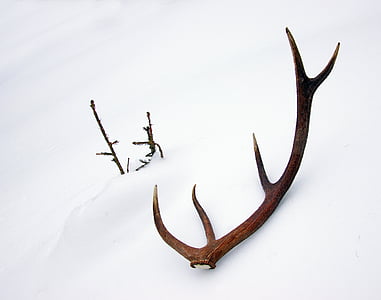 brown animal horn on snow