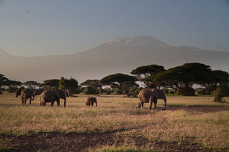 gray elephants near trees during daytime