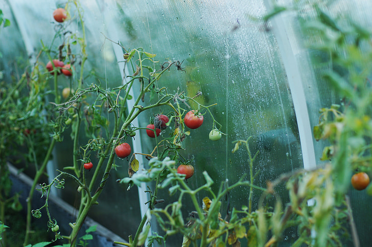 red tomato plant