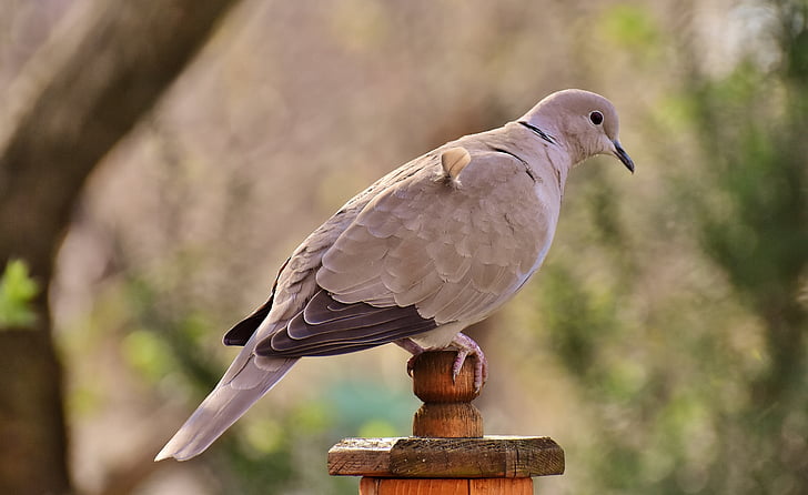 selective focus photography of Eurasian collared dove