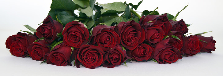 red roses lot