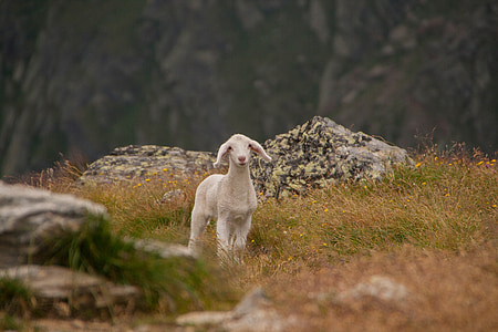 white goat surrounded by grass in shallow focus photography