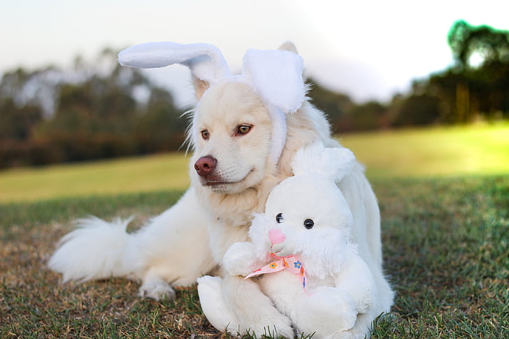 adult white Samoyed wearing white rabbit headband lying beside white rabbit plush toy over green grass ground
