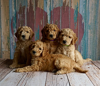 four brown puppies