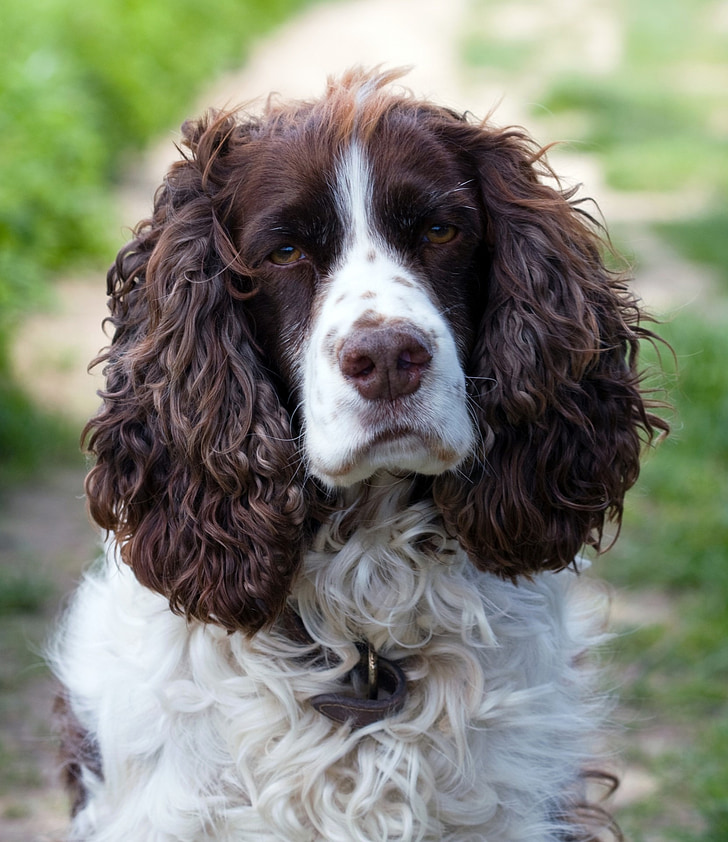 closeup photography of Welsh Springer spaniel