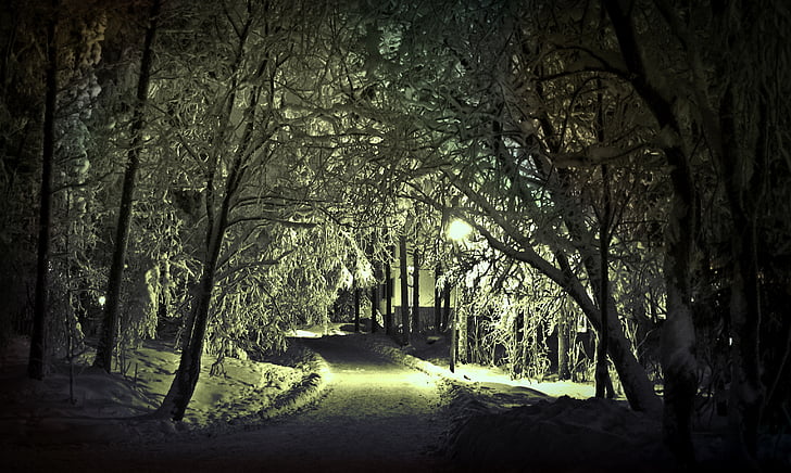 pathway between trees during winter