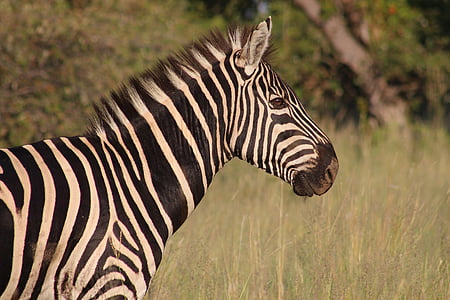 zebra close-up photography