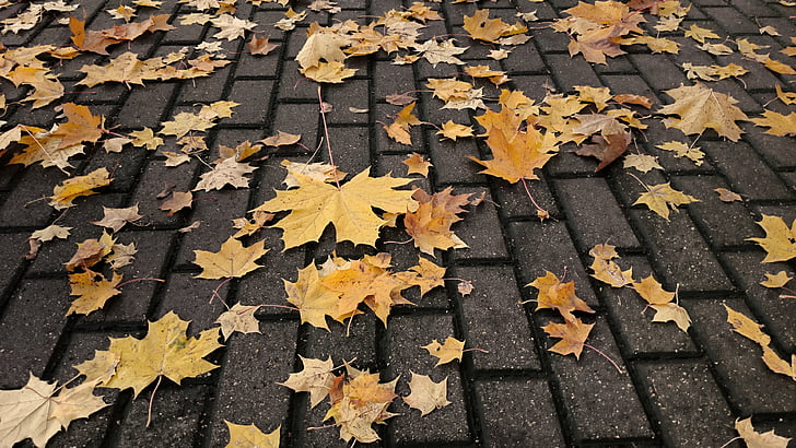 maple leaves on grey pavement