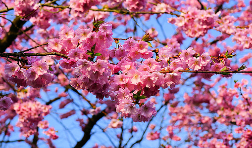 cherry blossoms during daytime