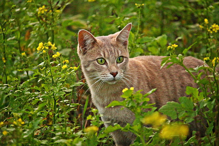 orange tabby cat beside yellow petaled flowers at daytime