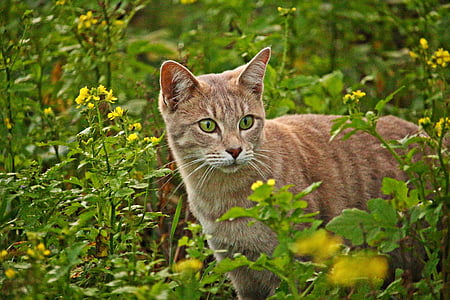 orange tabby cat beside yellow petaled flowers at daytime