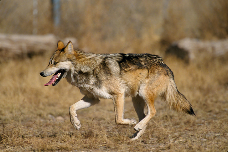 selective focus photography of wolf dog at daytime