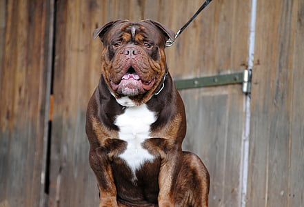 adult short-coated brown and white bulldog beside brown wooden wall