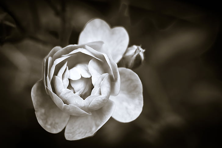white flower closeup sepia photography