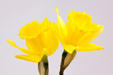 two yellow petaled flowers photography