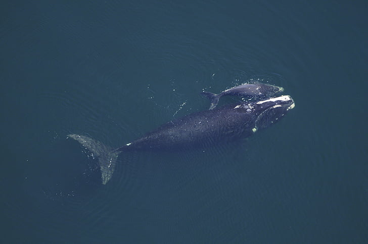 aerial photo of black whale