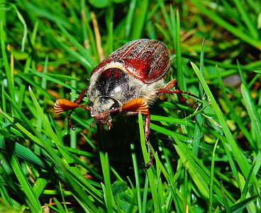 closeup photo of brown June beetle on grass at daytime