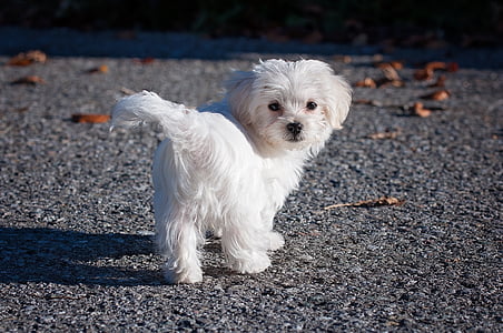 close-up photo of medium-coat white dog