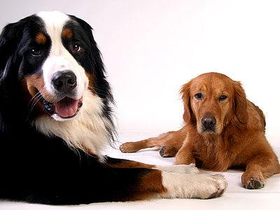 Collie and golden retriever dogs