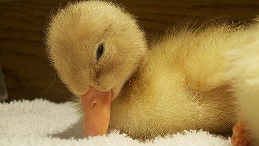 photo of duckling on white mat