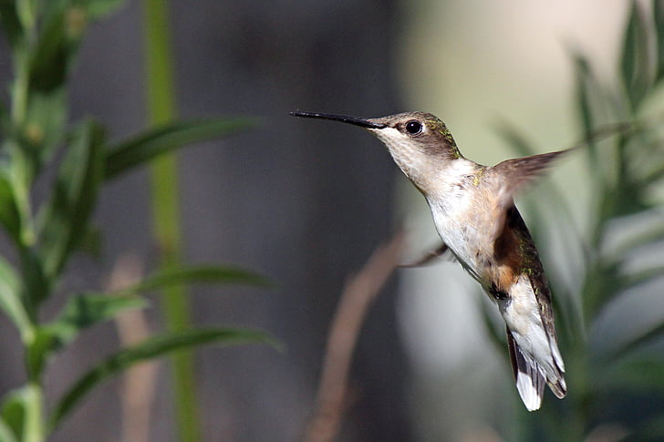 selective focus photo of hummingbird