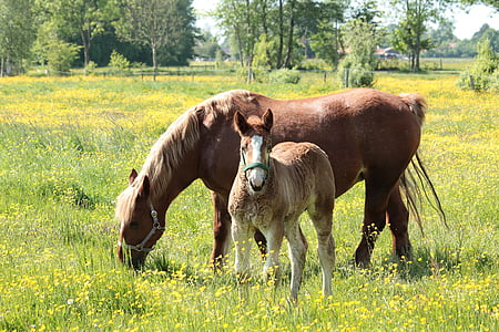 brown and beige horses