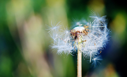 shallow focus photography of white dandelion