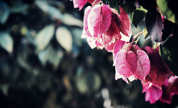closes up photography of bougainvillea flower