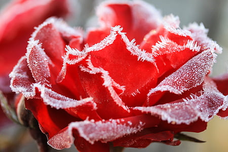 red rose frozen macro photography