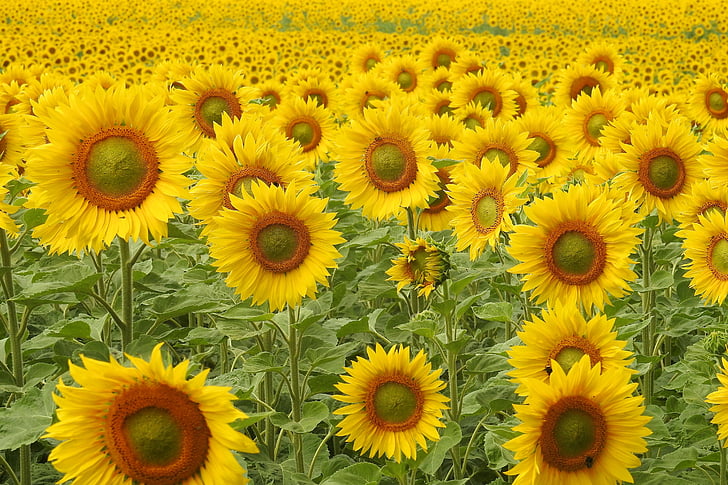 sunflower field at daytime