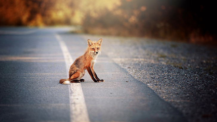 red fox on asphalt road