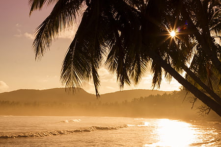 photo of coconut trees near body of water during golden hour