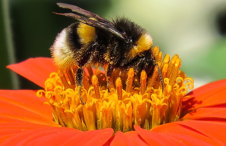 macro photography of honey bee on top of flower