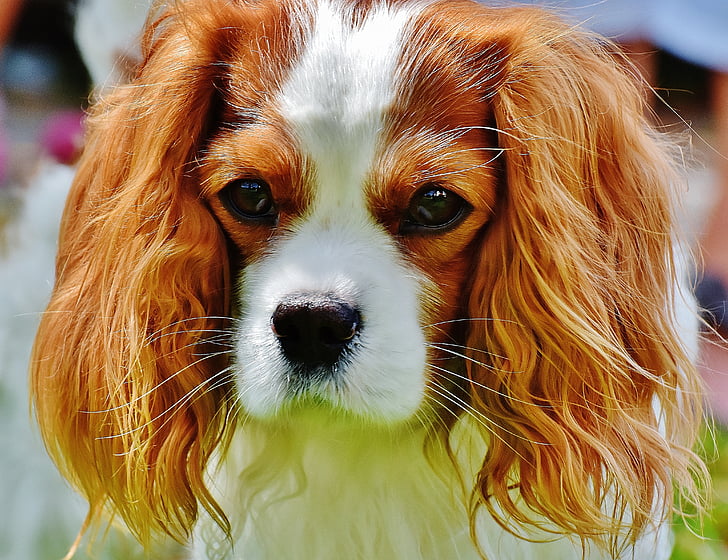selective focus photography of white and brown King Charles spaniel