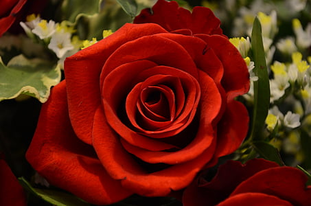 closeup photo of red Rosa rose