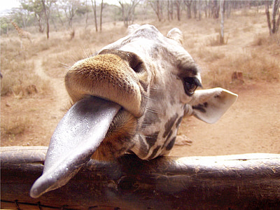 giraffe showing tongue