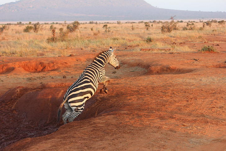 zebra jumping from hole at daytime