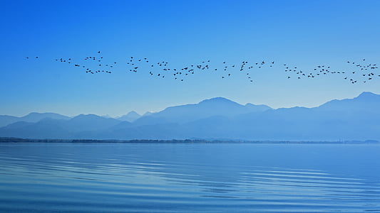 silhouette of flock of birds flying over calm body of water during daytime