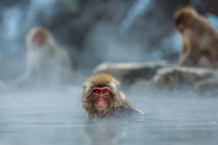selective photography of red-faced monkey on body of water