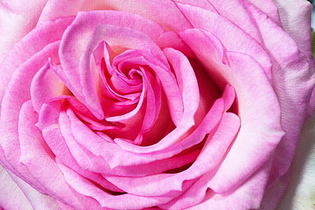 shallow focus photography of pink rose