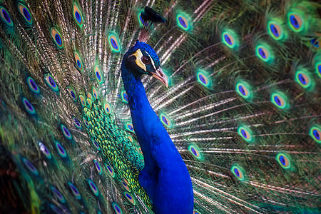 selective focus photography of blue and green peacock