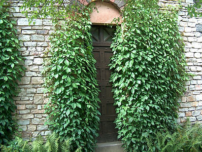 door between plants